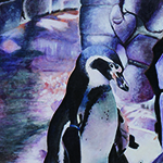 ２羽のフンボルトペンギン